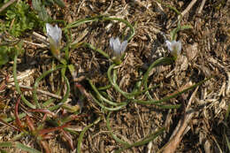 Image of Sand Crocus