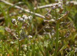 صورة Teesdalia nudicaulis (L.) W. T. Aiton