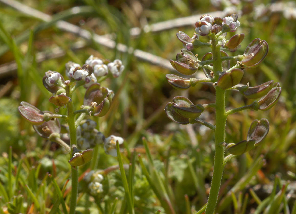 صورة Teesdalia nudicaulis (L.) W. T. Aiton