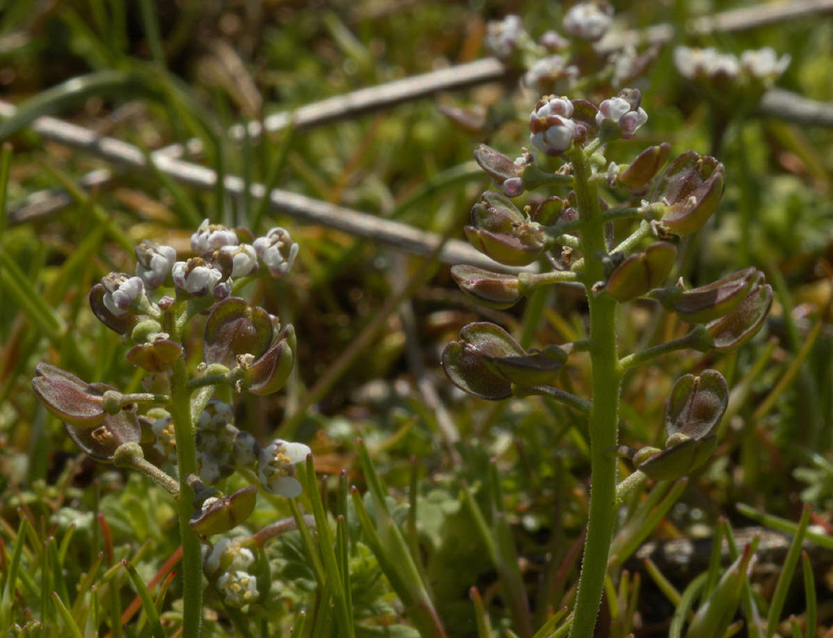 صورة Teesdalia nudicaulis (L.) W. T. Aiton