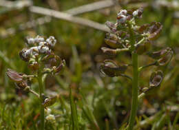 صورة Teesdalia nudicaulis (L.) W. T. Aiton