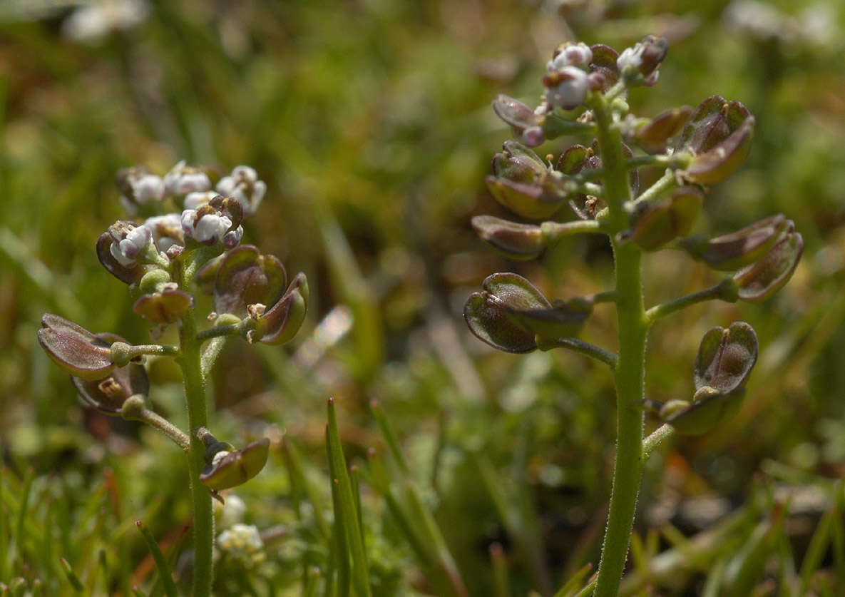 صورة Teesdalia nudicaulis (L.) W. T. Aiton