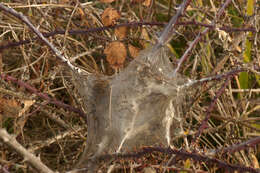 Image of Brown-tail