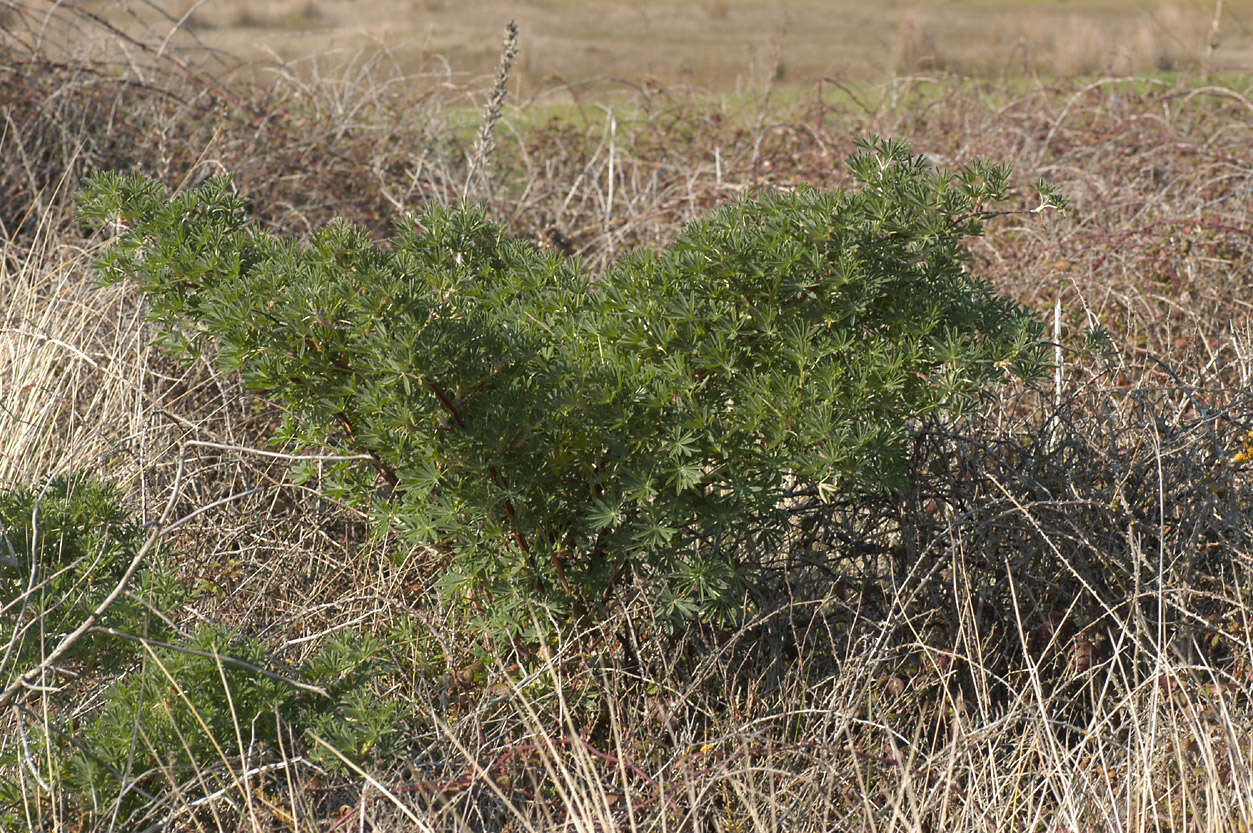 Image of yellow bush lupine