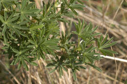 Image of yellow bush lupine