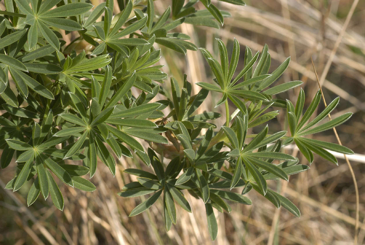 Image of yellow bush lupine