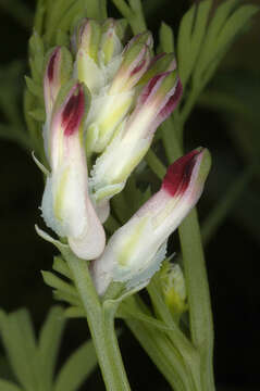 Image de Fumaria muralis subsp. boraei (Jord.) Pugsley