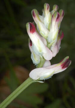 Image de Fumaria muralis subsp. boraei (Jord.) Pugsley