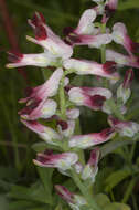 Image de Fumaria muralis subsp. boraei (Jord.) Pugsley