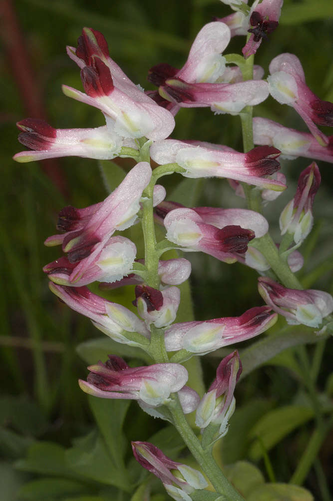 Image of Fumaria muralis subsp. boraei (Jord.) Pugsley