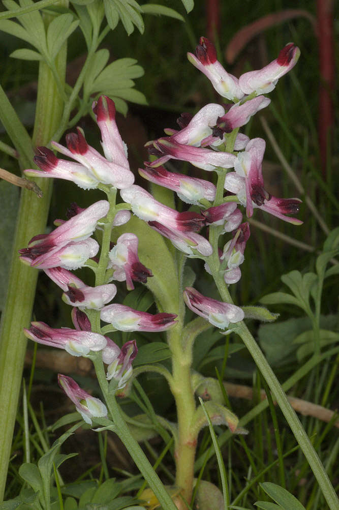 Image de Fumaria muralis subsp. boraei (Jord.) Pugsley