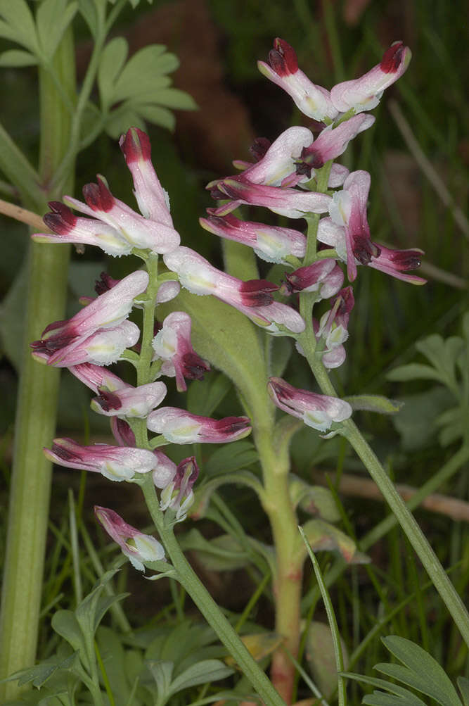 Image de Fumaria muralis subsp. boraei (Jord.) Pugsley