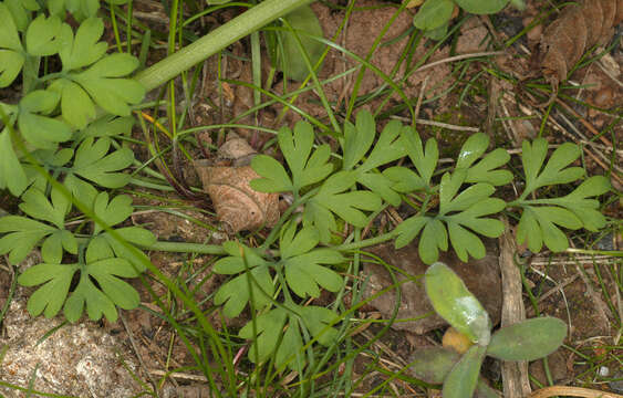 Image of Fumaria muralis subsp. boraei (Jord.) Pugsley