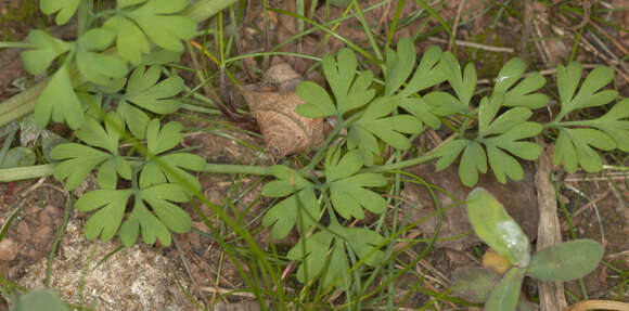 Image de Fumaria muralis subsp. boraei (Jord.) Pugsley