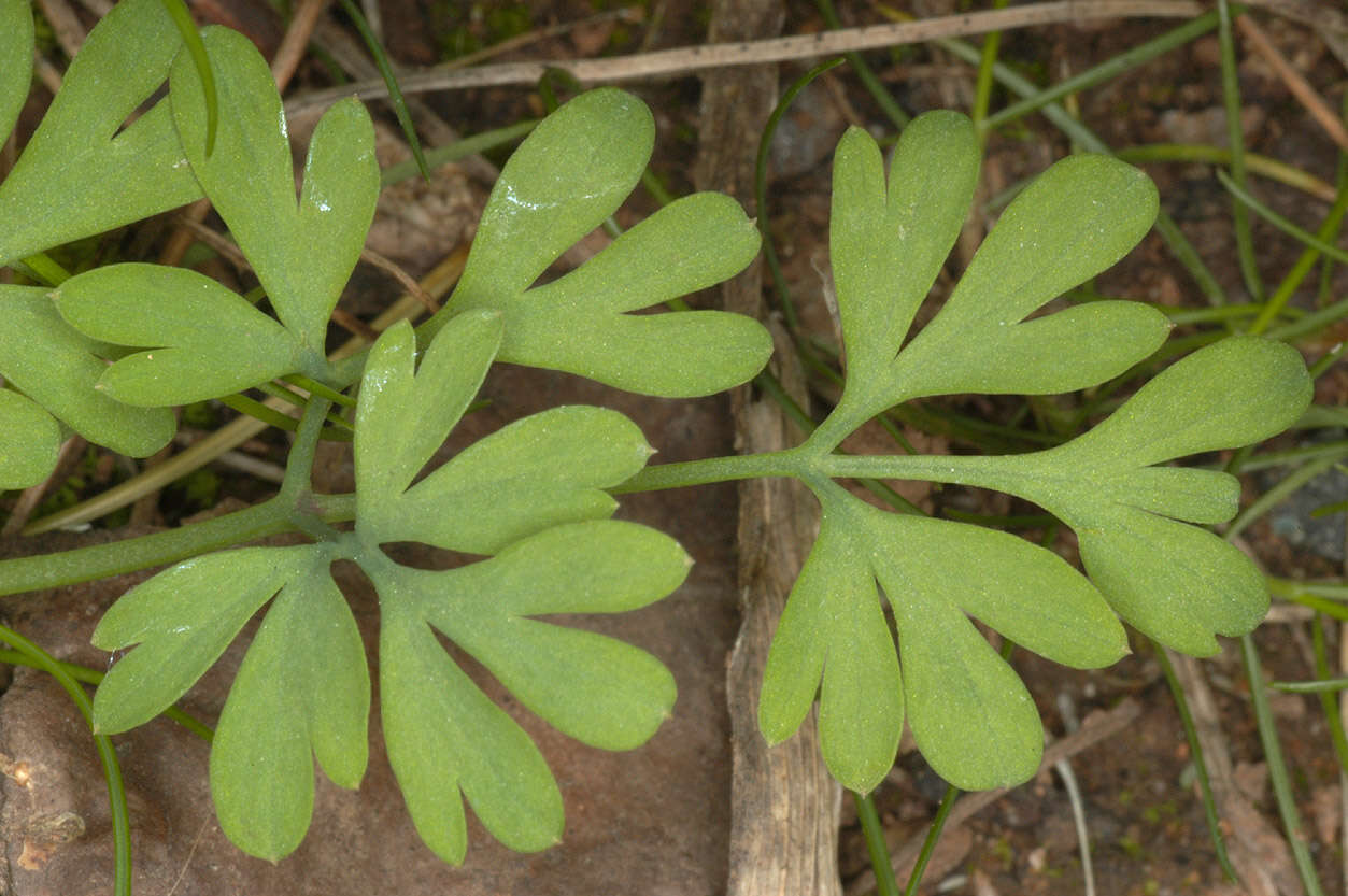 Image of Fumaria muralis subsp. boraei (Jord.) Pugsley