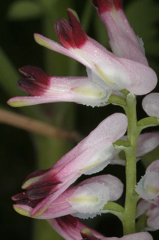 Image of Fumaria muralis subsp. boraei (Jord.) Pugsley