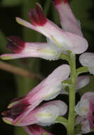 Image of Fumaria muralis subsp. boraei (Jord.) Pugsley