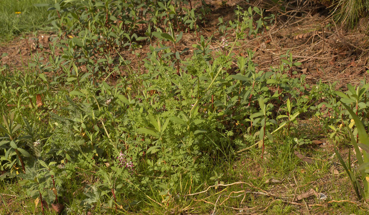 Image of Fumaria muralis subsp. boraei (Jord.) Pugsley