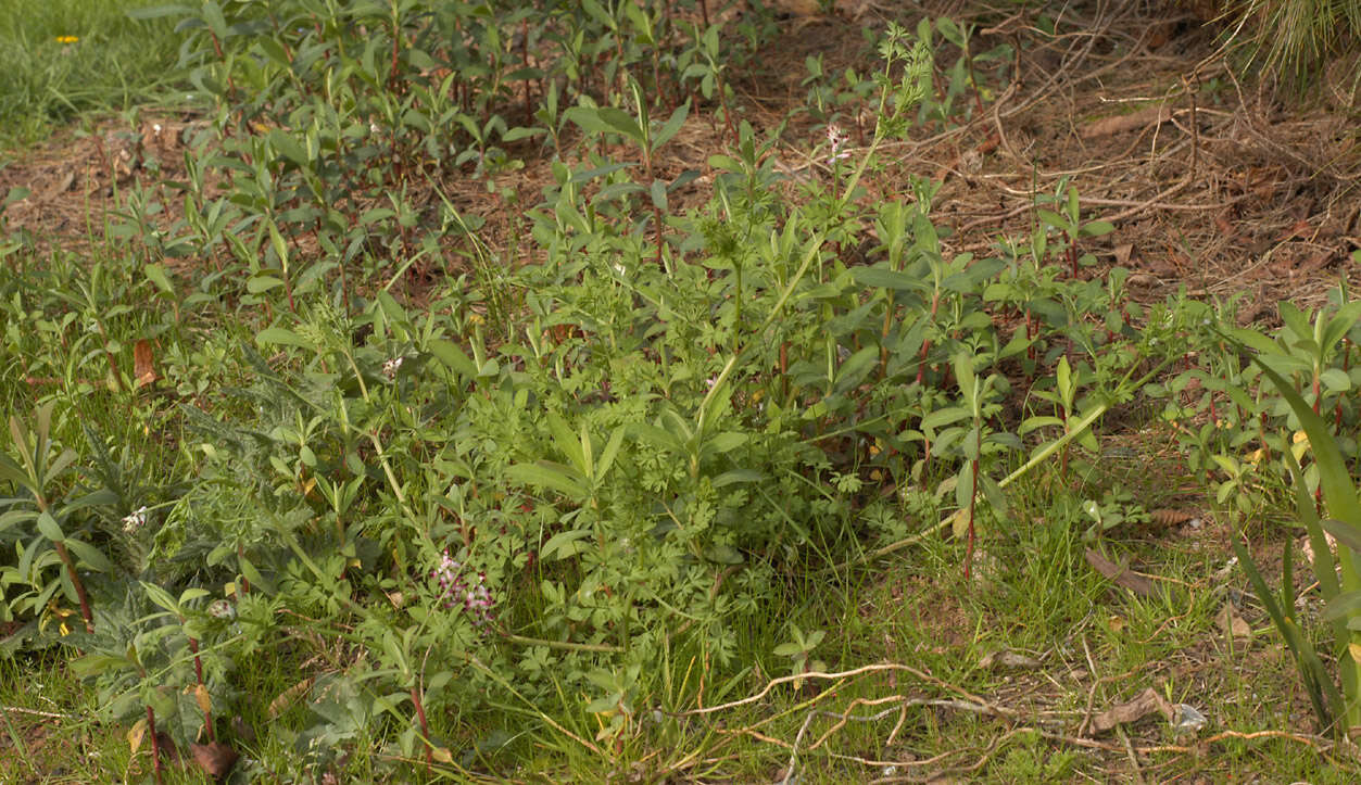 Image of Fumaria muralis subsp. boraei (Jord.) Pugsley