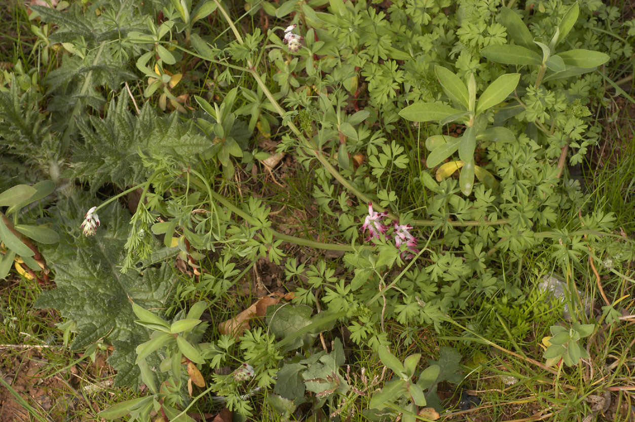 Image of Fumaria muralis subsp. boraei (Jord.) Pugsley