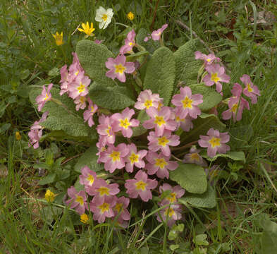 Image of Primrose