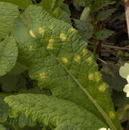 Слика од Puccinia primulae (DC.) Duby 1830