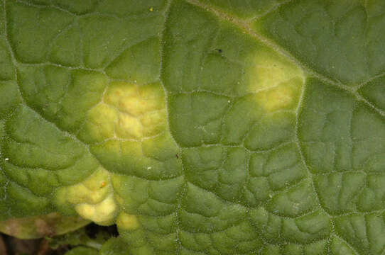 Plancia ëd Puccinia primulae (DC.) Duby 1830