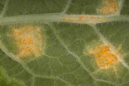 Слика од Puccinia primulae (DC.) Duby 1830