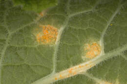 Слика од Puccinia primulae (DC.) Duby 1830