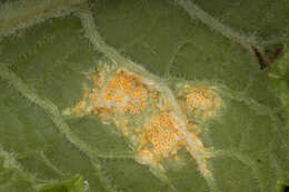 Слика од Puccinia primulae (DC.) Duby 1830