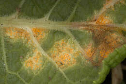 Слика од Puccinia primulae (DC.) Duby 1830