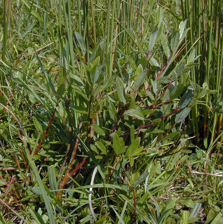 Image of Salix repens subsp. repens