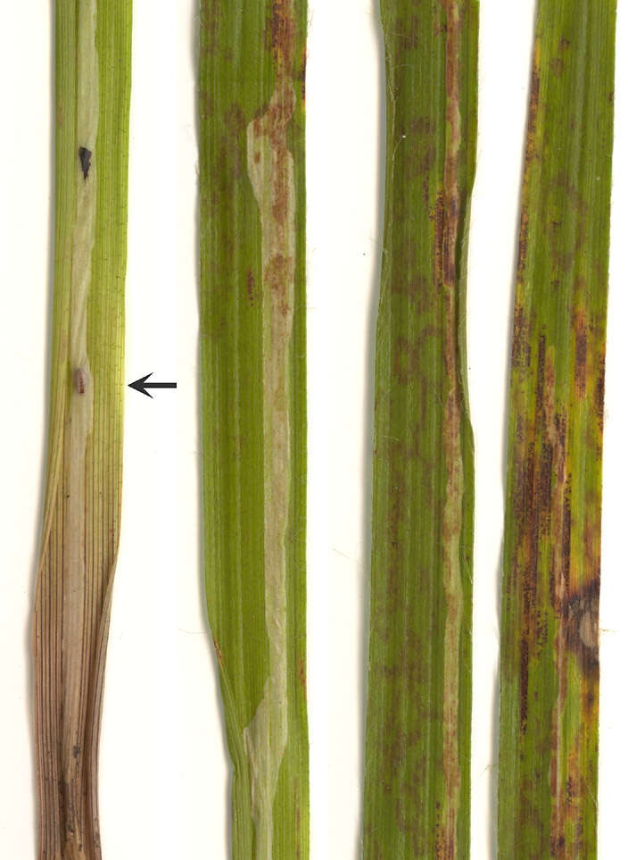 Image of Cerodontha silvatica Groschke 1957