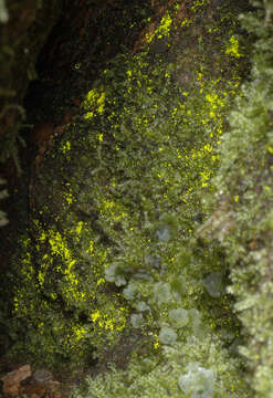 Image of schistostega moss