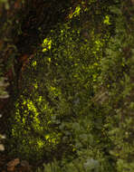 Image of schistostega moss