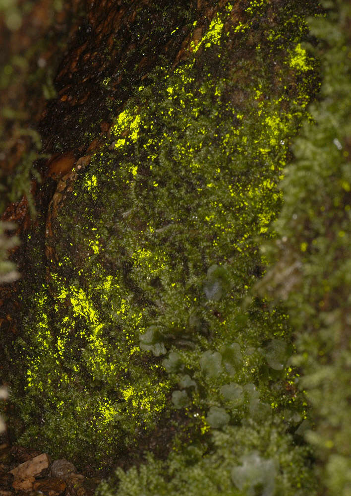 Image of schistostega moss