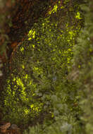 Image of schistostega moss