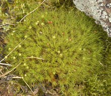 Image of Apple moss