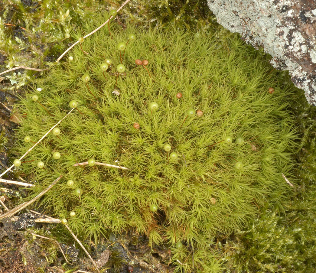 Sivun Kallio-omenasammal kuva