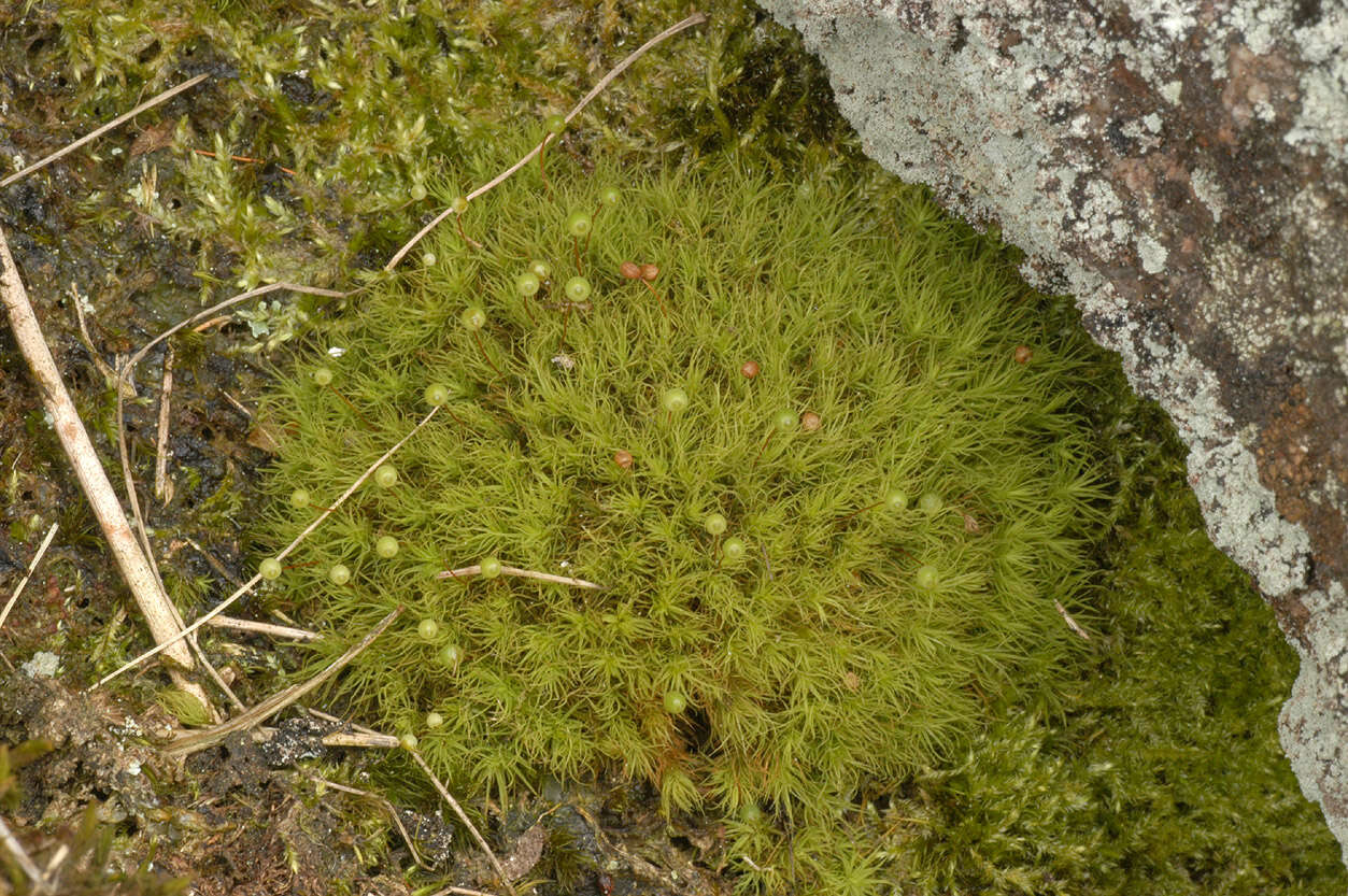 Image of Apple moss