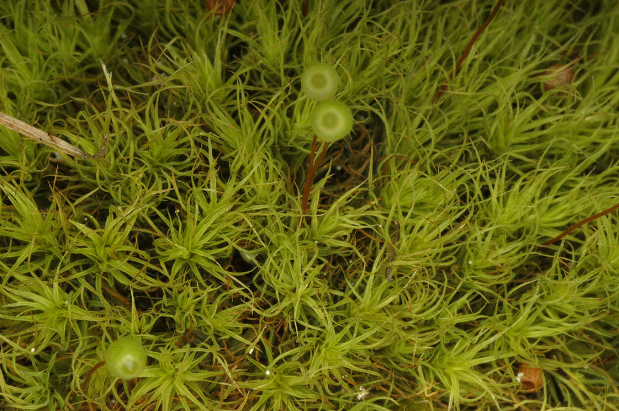 Image of Apple moss