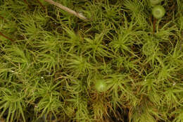 Image of Apple moss