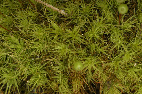 Image of Apple moss