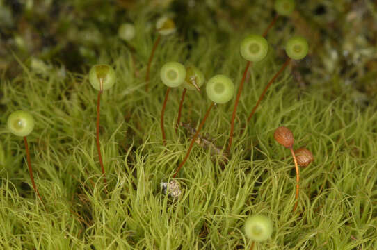 Image of Apple moss