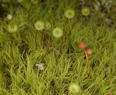 Image of Apple moss