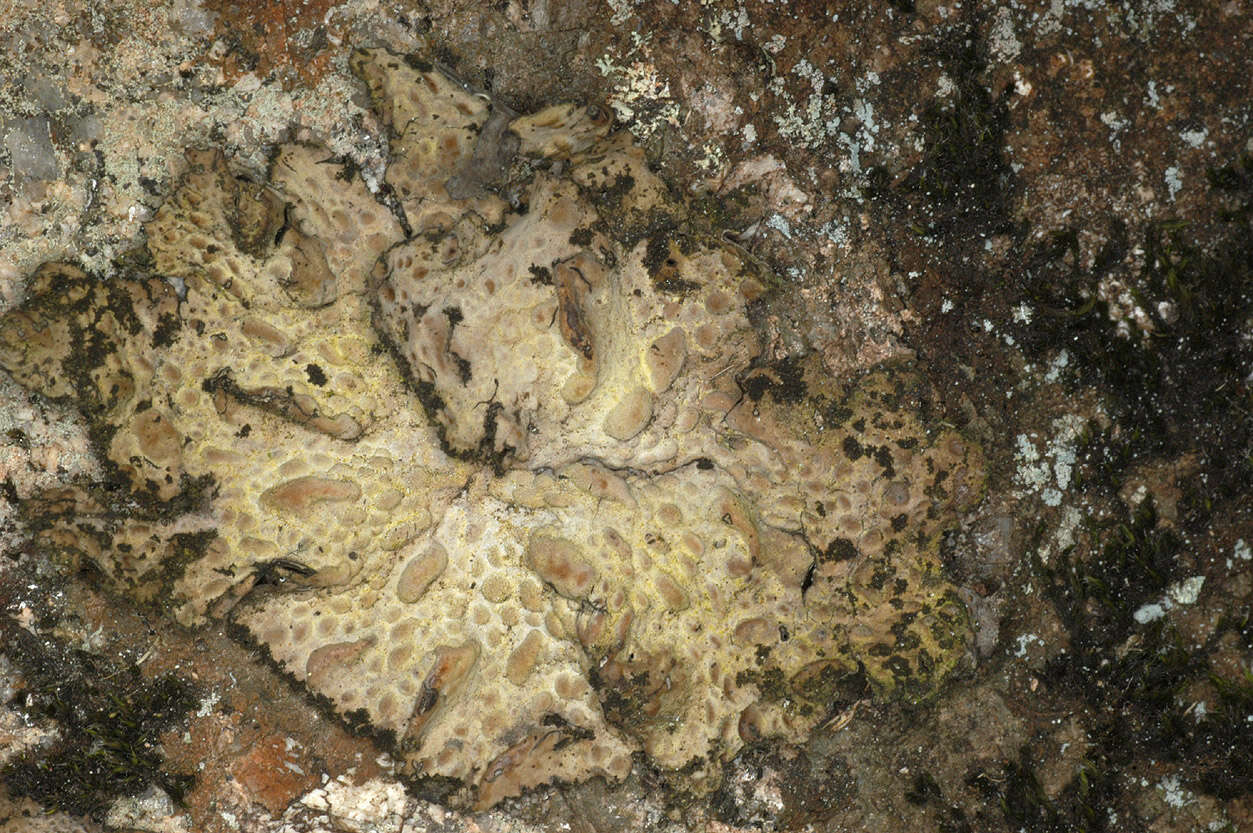 Lasallia pustulata (L.) Mérat的圖片