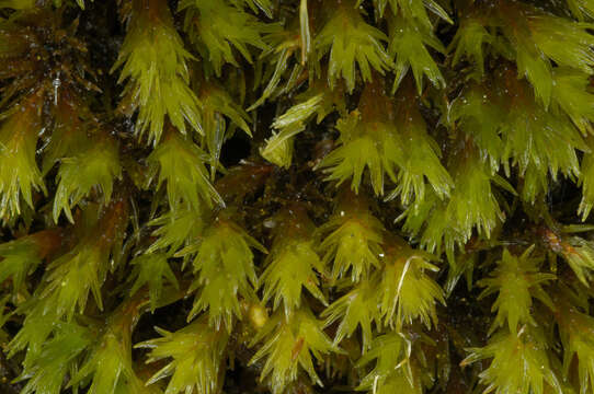 Image of gymnostomum moss