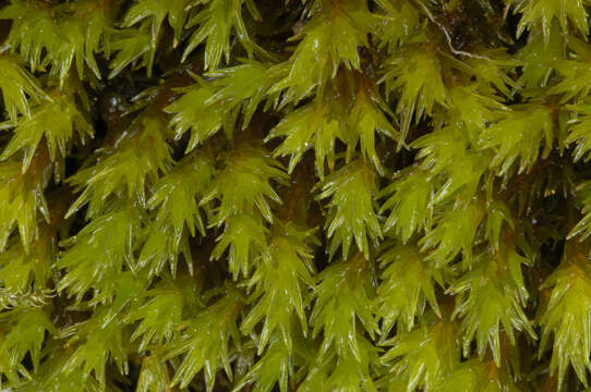 Image of gymnostomum moss