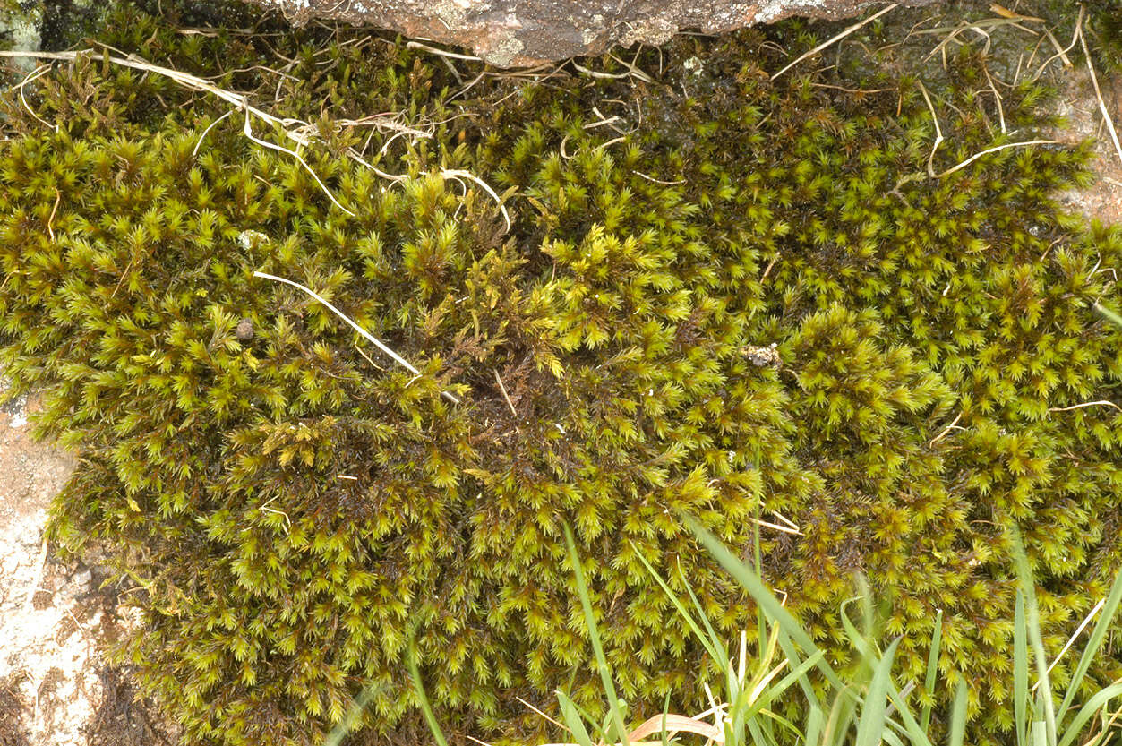 Image of gymnostomum moss