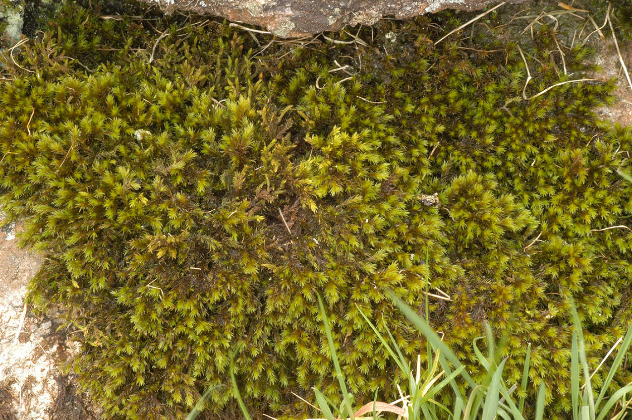 Image of gymnostomum moss